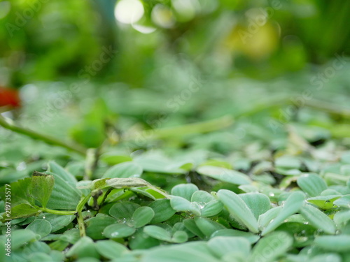 Selective focus of refreshing green Shell Flower or Water Lettuce on the water surface