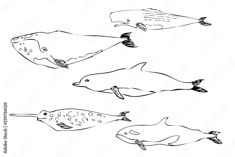 simple hand draw sketch mammals at sea