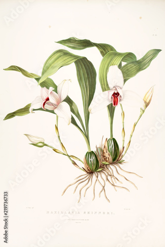 Illustration of flower