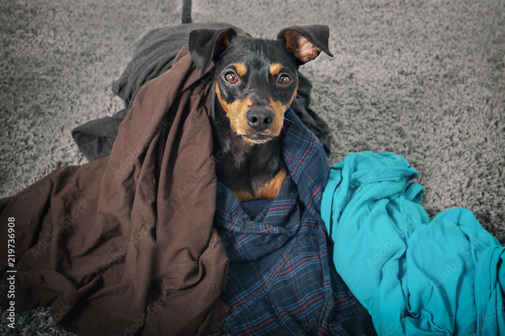 Wunschmotiv: Hund Zwergpinscher durchwühlt wühlt wäsche kleider auf teppichboden #219736908