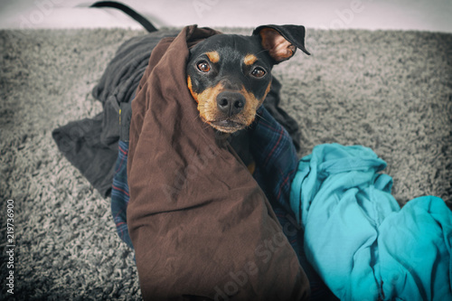 Hund Zwergpinscher durchwühlt wühlt wäsche kleider auf teppichboden photo