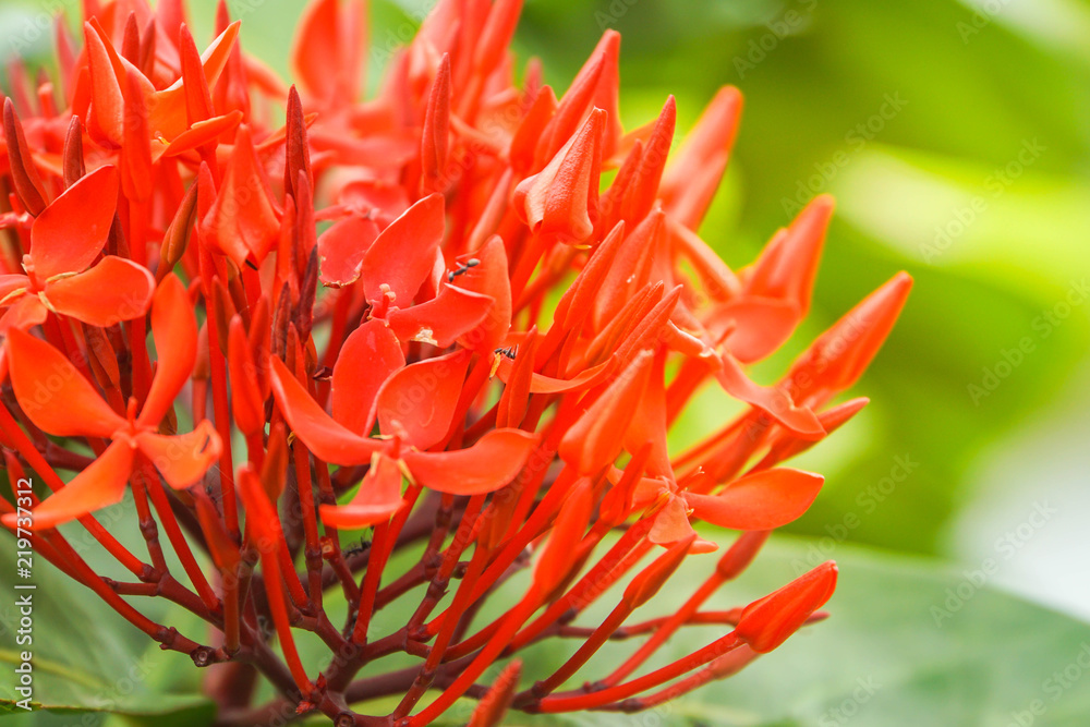 red orange ixora flower is blooming in summer red orange ixora flower is blooming in summer