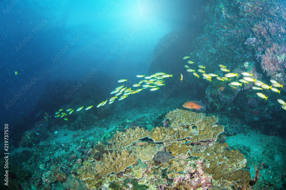 Wonderful and beautiful underwater world with ccoral reef landscape background in the deep blue ocean with colorful fish and marine life