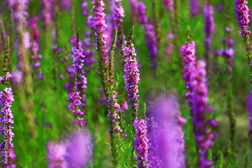 The beauty of the lavender