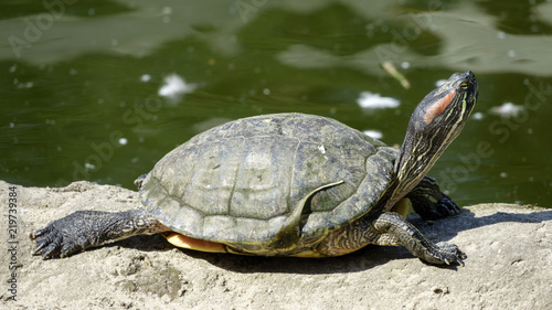 River turtle closeup