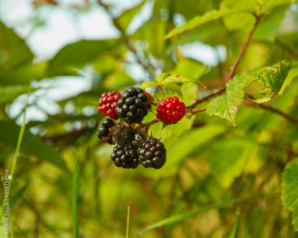Black red wild berries Black red wild berries