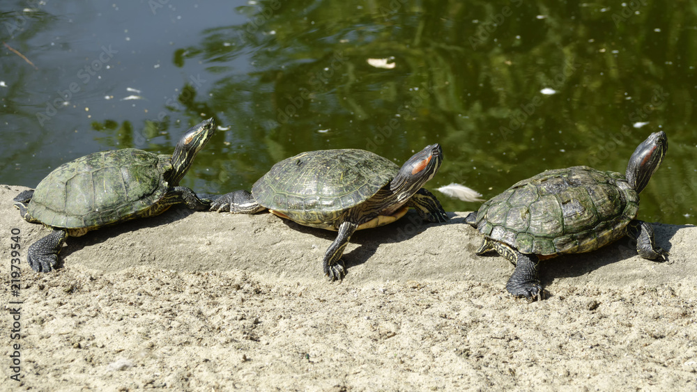 Obraz premium River turtle closeup