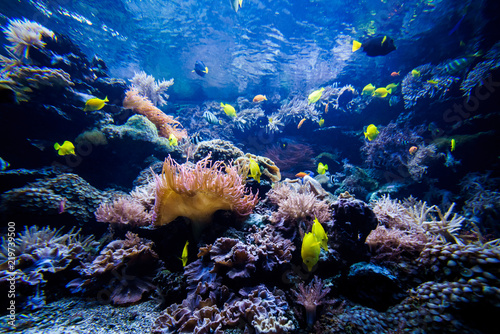 Fototapeta Naklejka Na Ścianę i Meble -  beautiful underwater world