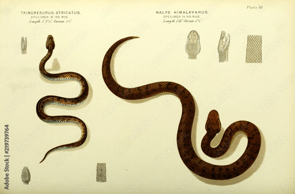 Fototapeta premium Illustration of snake