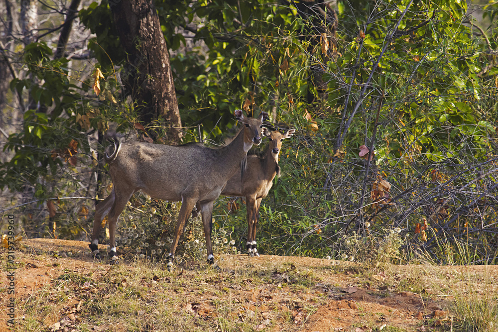 Fototapeta premium Neelgai female with calf, Bandhavgarh Tiger Reserve, Madhya Pradesh, India