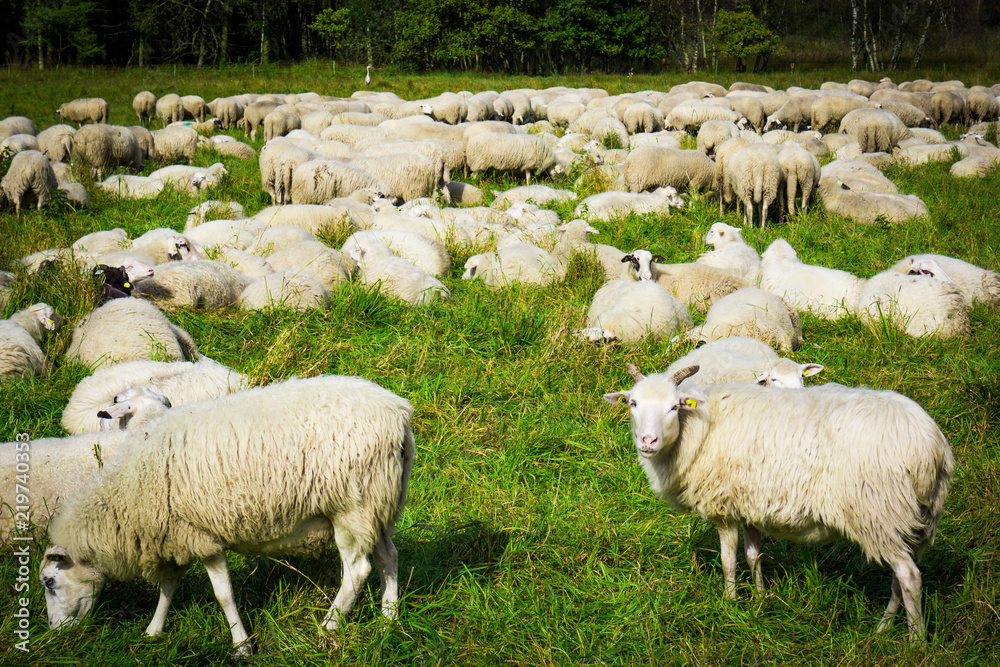 Fototapeta premium Sheep in nature on meadow