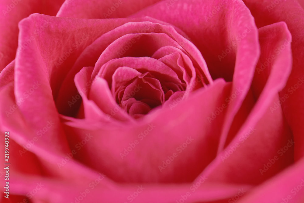 One pink rose close-up. Macro photo, beautiful floral background. One pink rose close-up. Macro photo, beautiful floral background.