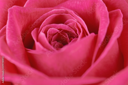 One pink rose close-up. Macro photo  beautiful  floral background.