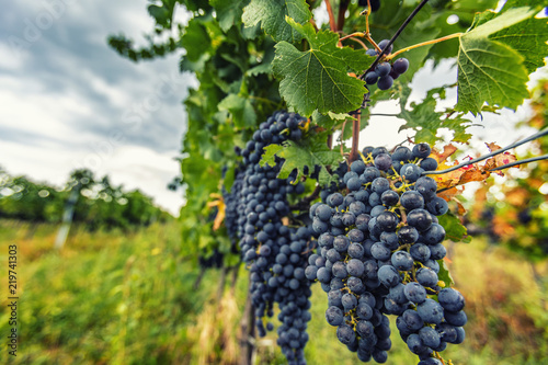 Wallpaper Mural beautiful fresh blue grapes in late summer vineyard Torontodigital.ca