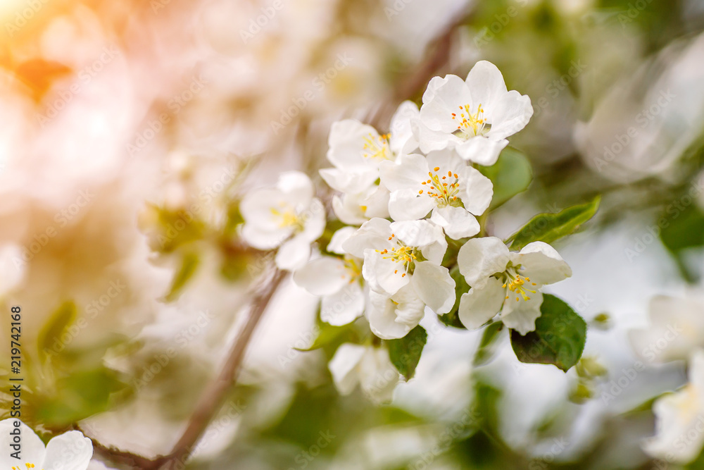 Branch of spring apple tree with white flowers, blooming background
