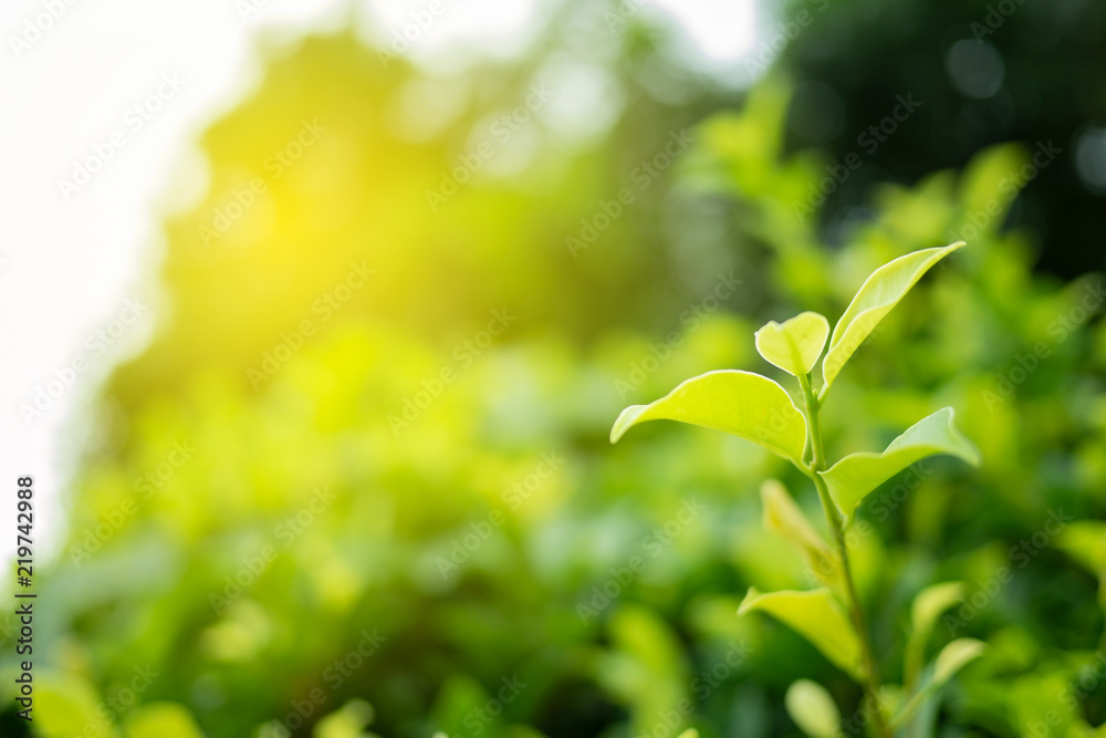 Obraz premium Green leaf in nature view with copy space.