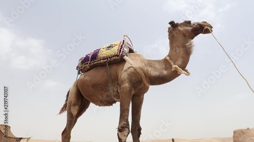 the camel in morocco