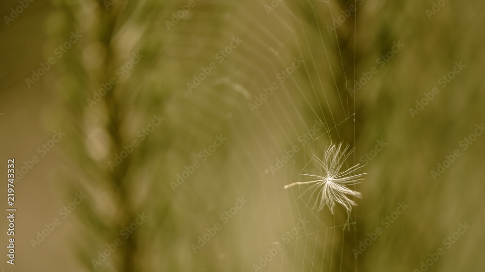 Naklejka premium Зонтик одуванчика на зелёном фоне