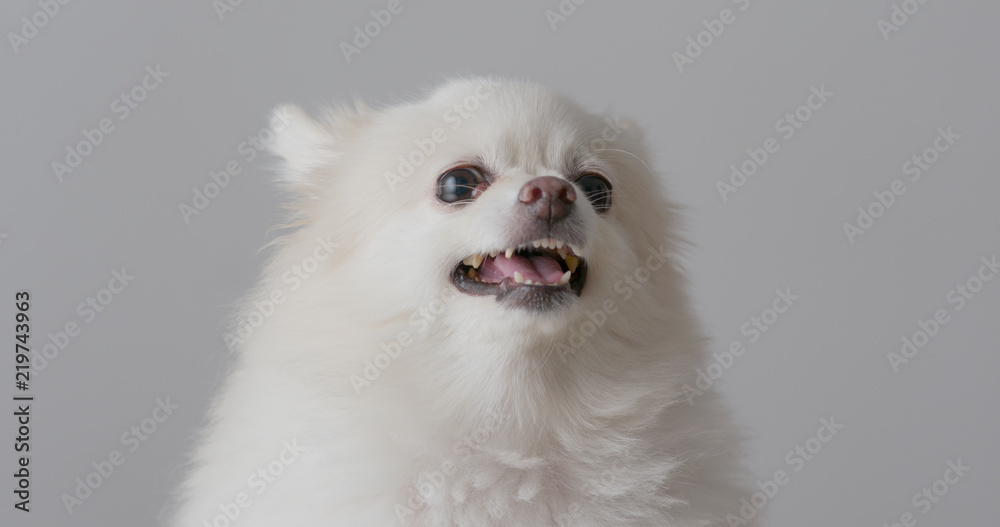 Angry pomeranian dog on white background Angry pomeranian dog on white background