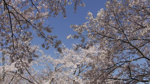 桜と青空