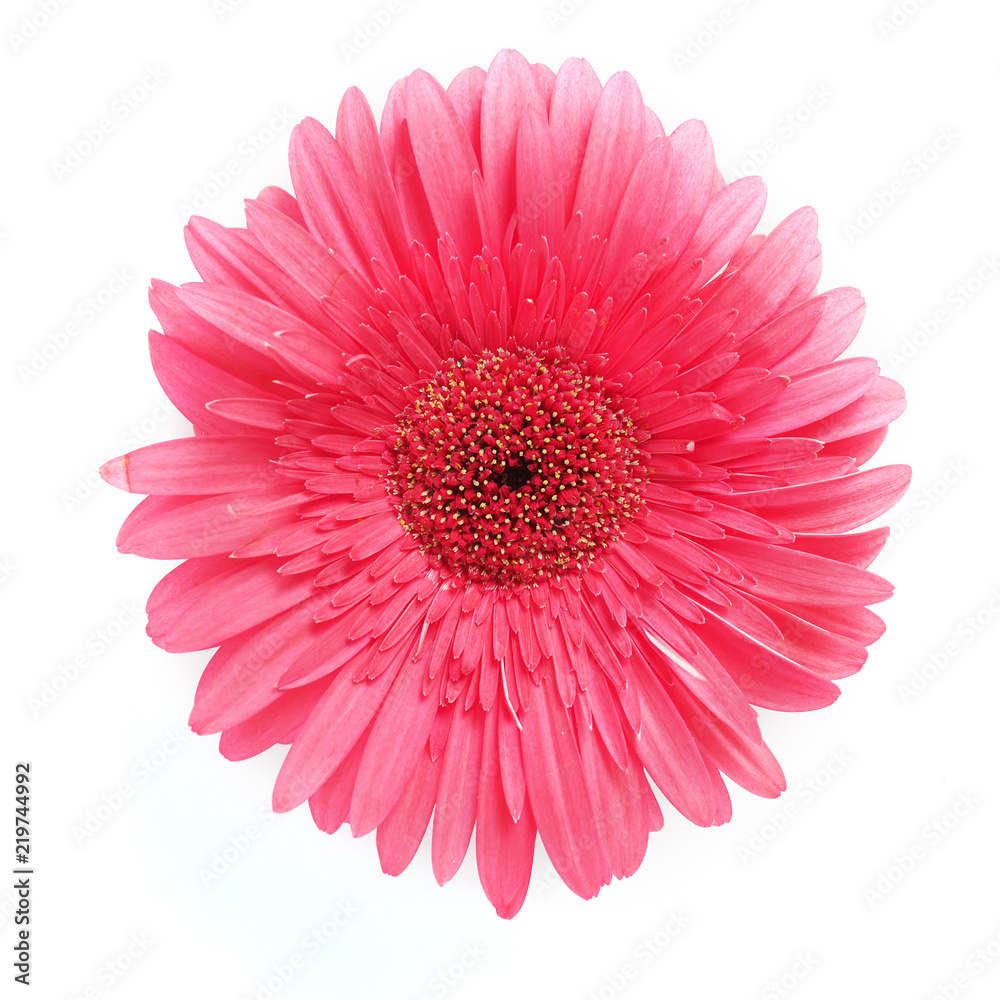 pink gerbera flowers isolated on white background, top view. 