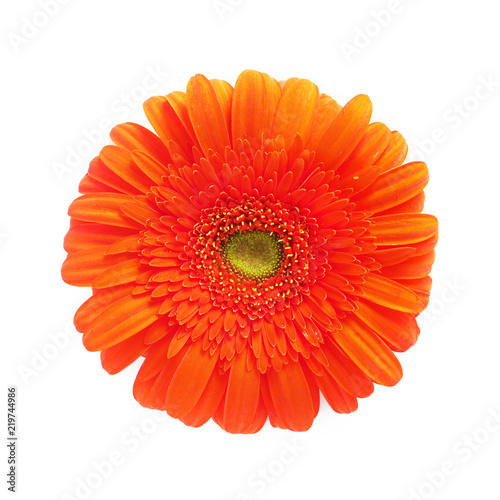 Orange gerbera flowers isolated on white background  top view