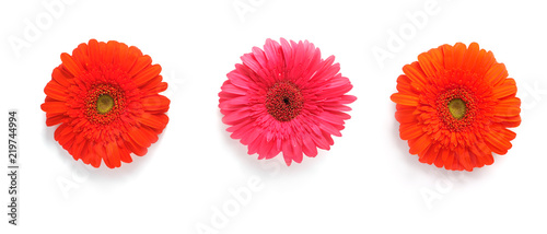 Orange and pink gerbera flowers isolated on white background, top view, flat lay. 