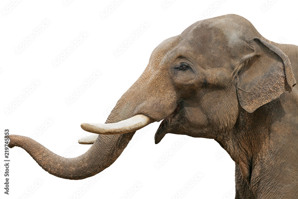 Naklejka premium Head of an elephant, isolated