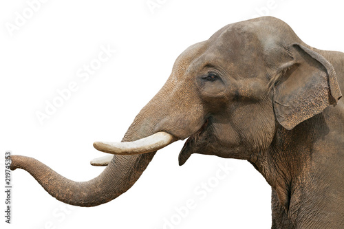 Head of an elephant, isolated