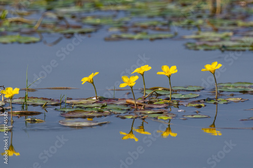 Water lilies (Nymphoides peltata) on the river in the summer photo