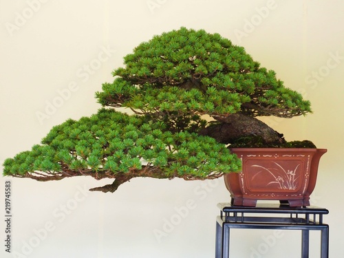 bonsai tree,Japan photo