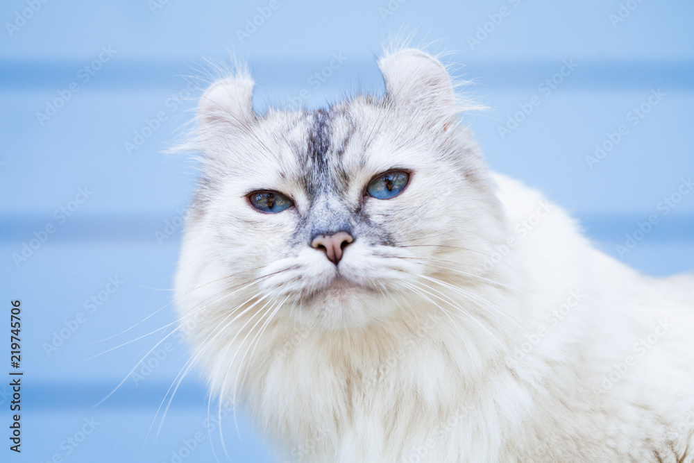 Portrait of cute American Curl cat