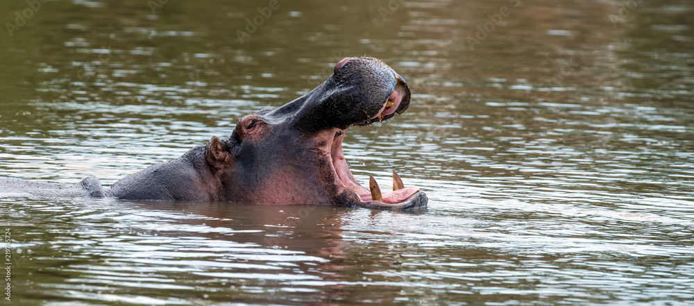 Hippo (Hippopotamus amphibius) in the river Hippo (Hippopotamus amphibius) in the river