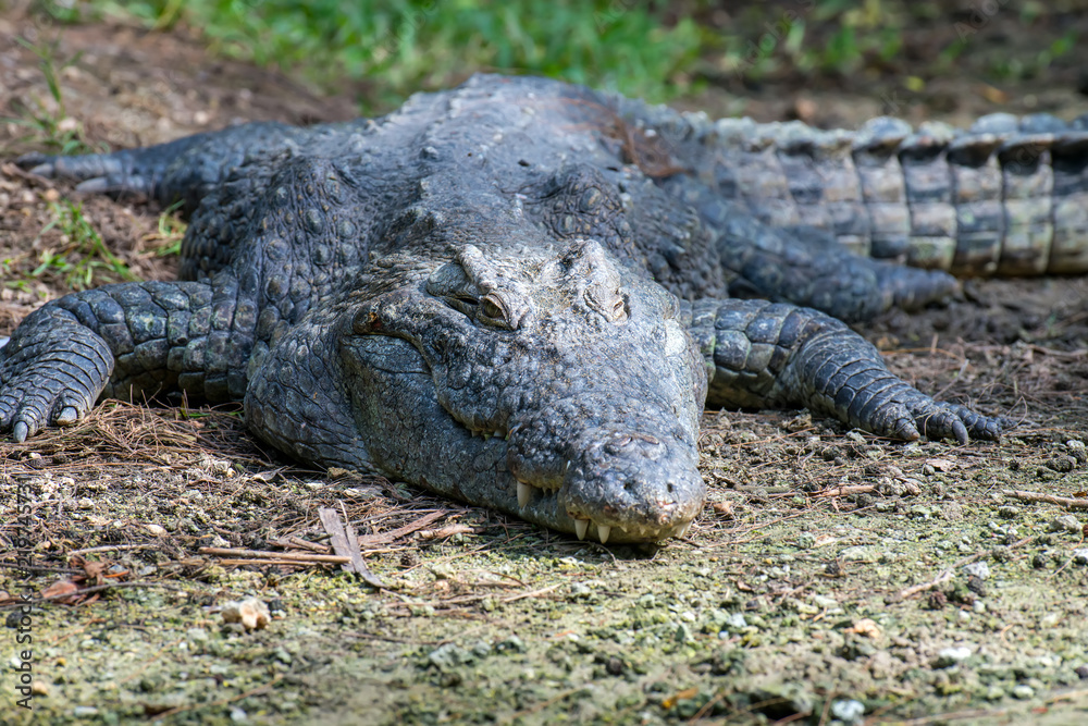 Fototapeta premium Crocodile in National park of Kenya, Africa