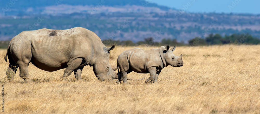 Fototapeta premium African white rhino