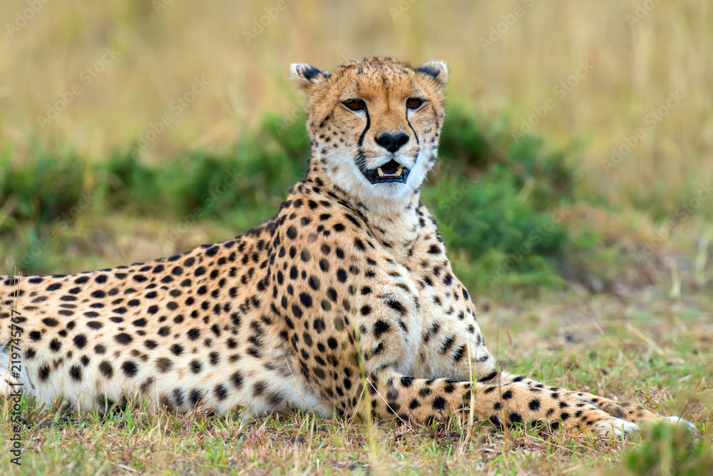 Wild african cheetah Wild african cheetah