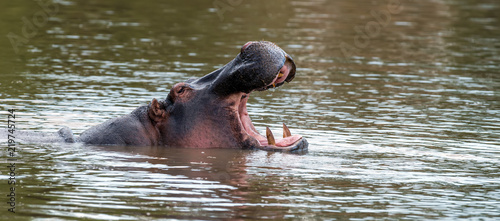 Hippo (Hippopotamus amphibius) in the river
