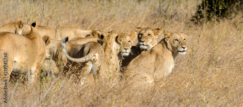 Lion in National park of Kenya