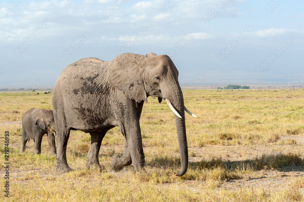 Fototapeta premium Elephant in National park of Kenya