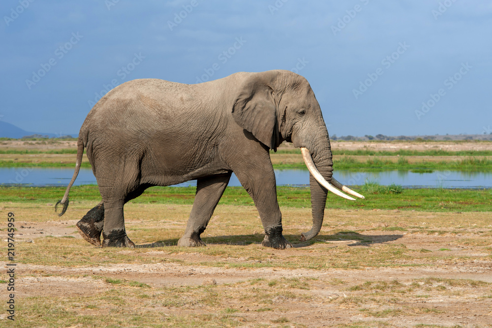 Obraz premium Elephant in National park of Kenya