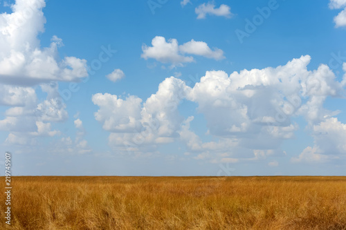 Savannah landscape in the National park of Kenya