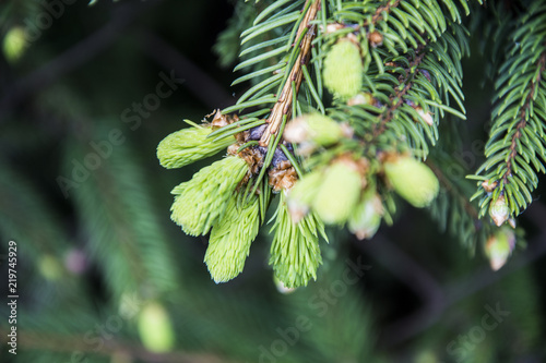 Fresh twigs of coniferous tree