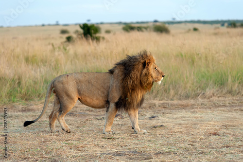 Lion male in National park of Kenya