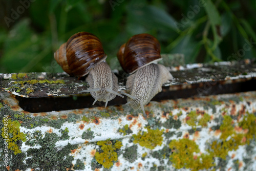 Two large snails are sitting on an old mailbox, waiting for news, humor,macro