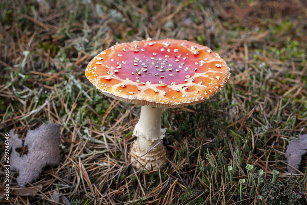 Red Amanita - close-up Red Amanita - close-up