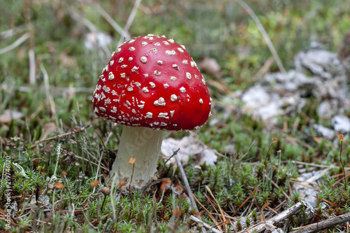 Young red fly agaric - amanita, close-up