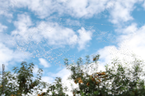 dews on spider web in blue sky like necklace