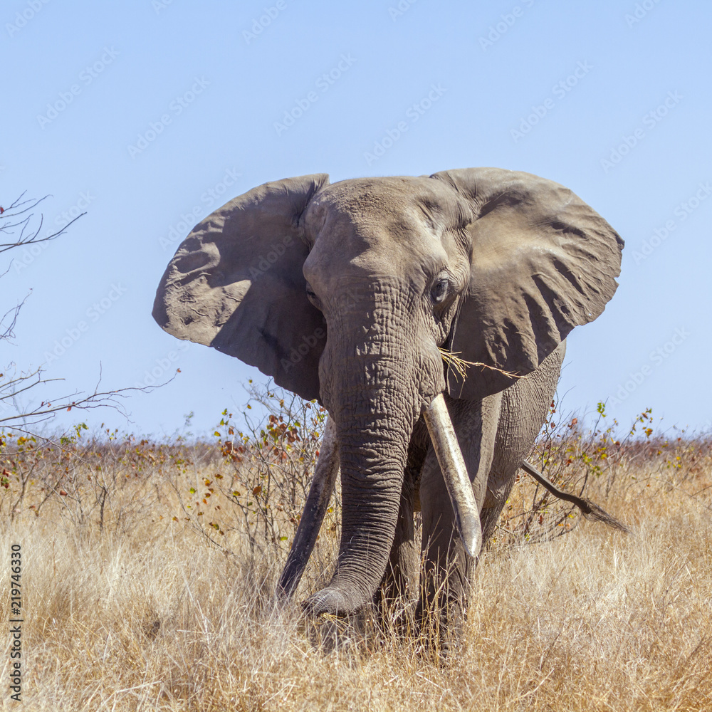 Fototapeta premium African bush elephant in Kruger National park, South Africa ; Specie Loxodonta africana family of Elephantidae