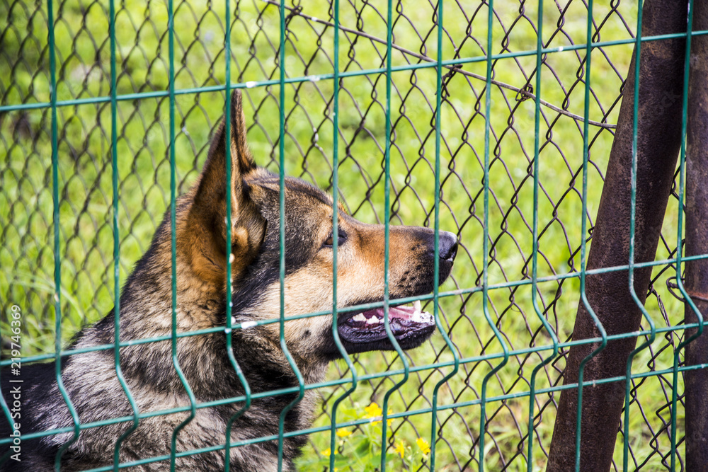 Dog behind the fence - obrazy, fototapety, plakaty 
