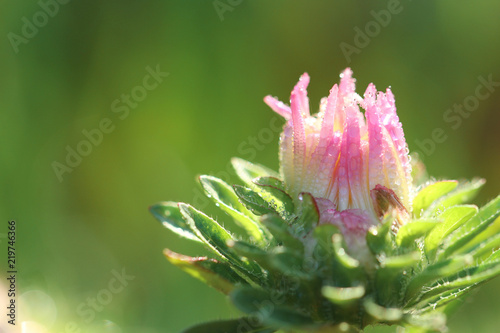 pink daisy bud on green background